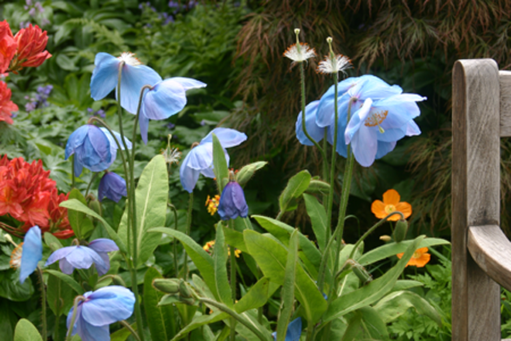<i>Meconopsis</i> 'Crarae' at Branklyn Garden